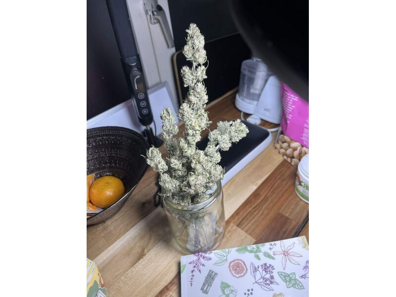 Alienz Auto, Фасовка: 3, изображение 3